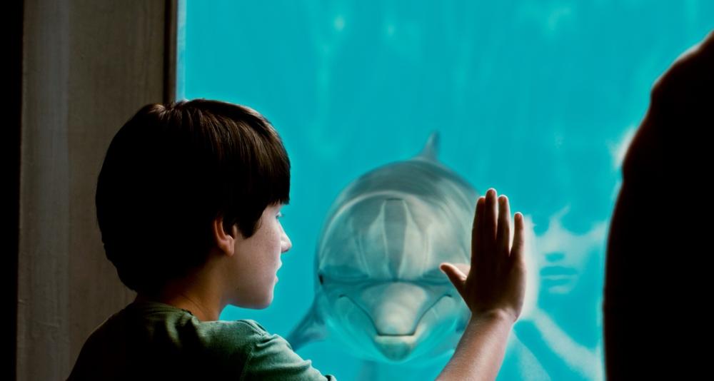 История дельфина фильмы про дельфинов