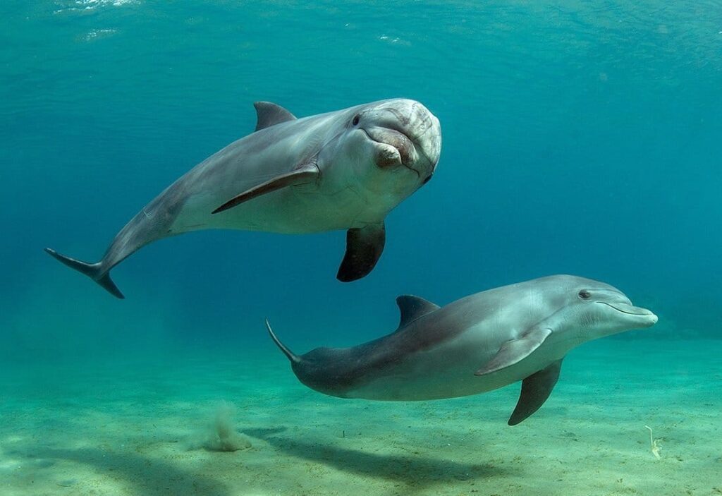 документальные фильмы про дельфинов и китов
